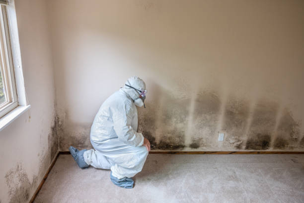 Madison, FL Mold Remediation Company